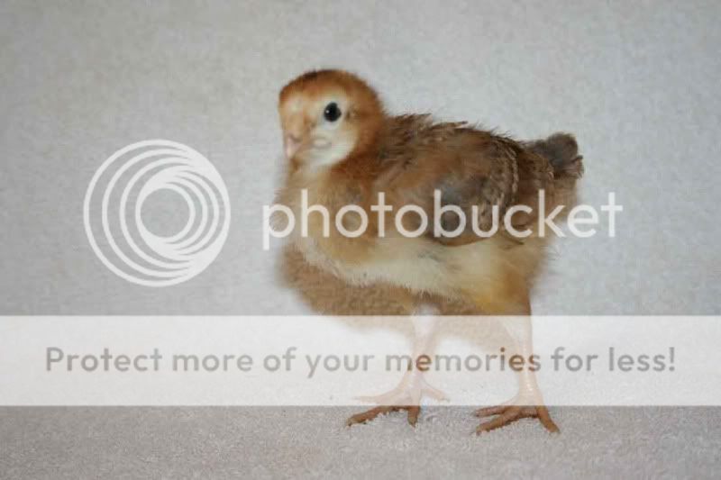 Chicks2-1.jpg