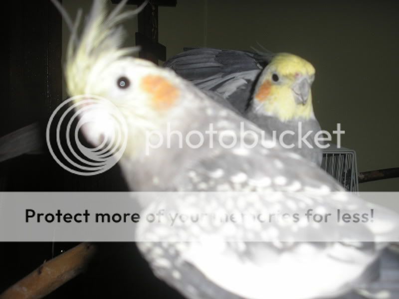 P1010055-1.jpg