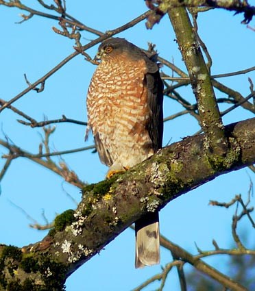 sharp_shinned_hawk_sim_5.jpg
