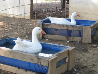 geese+in+waterers.jpg