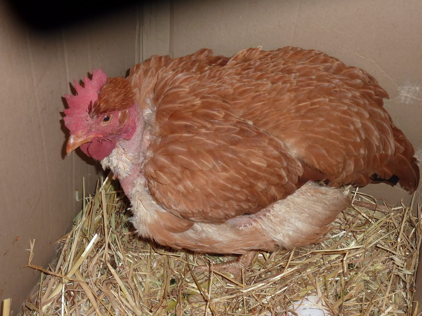 chicken004.jpg