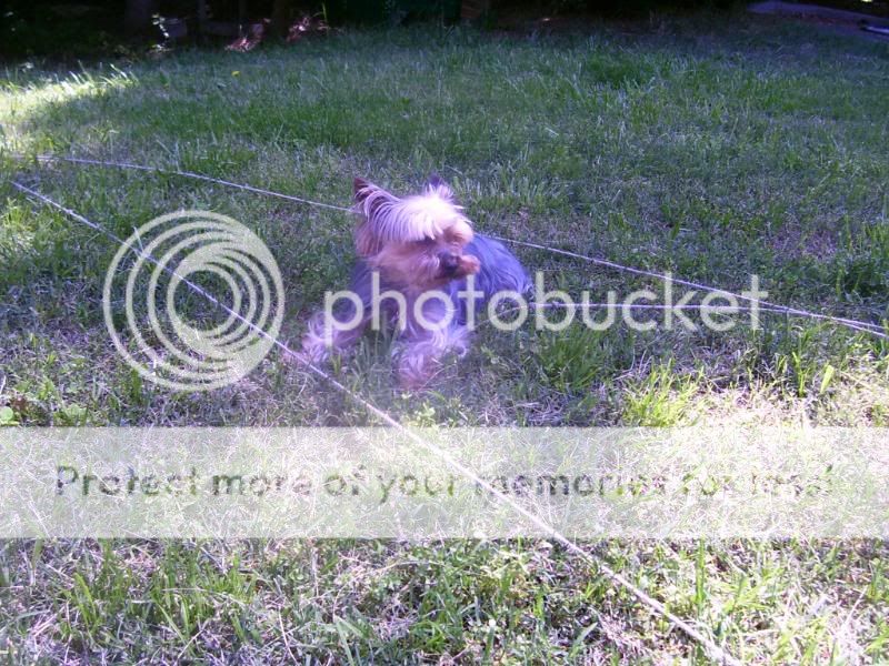 Puppy5-26-08018.jpg