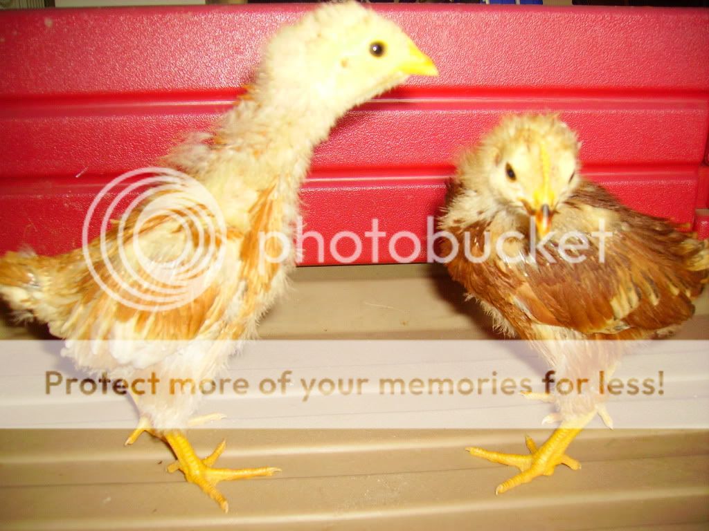PICT0261.jpg