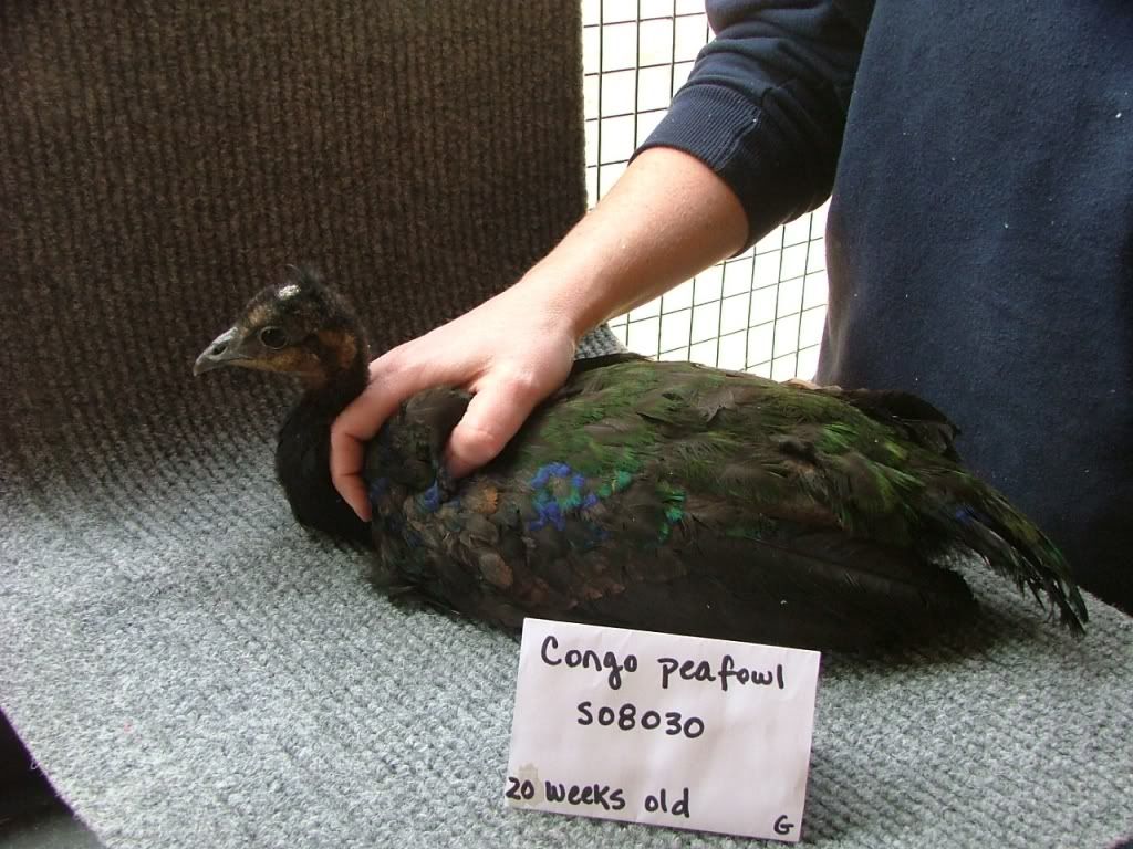 CongoPeafowl2-20weeksold-1.jpg
