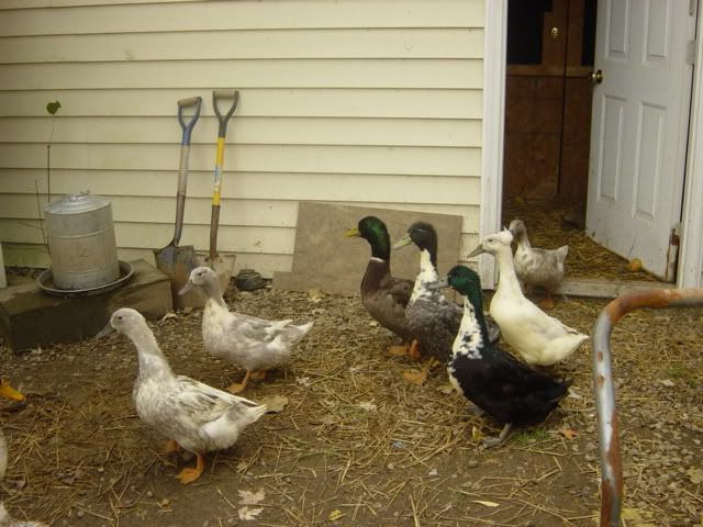 DSC04170.jpg