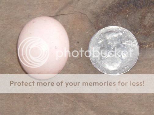 eggandquarter.jpg