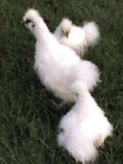 silkie.jpg