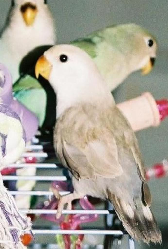 Taffy.jpg