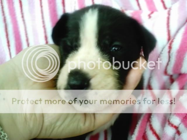 pups3011.jpg