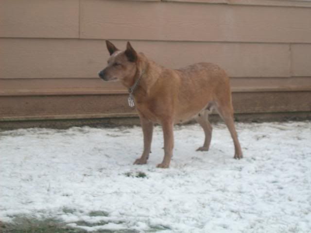 birdsinthesnow011.jpg