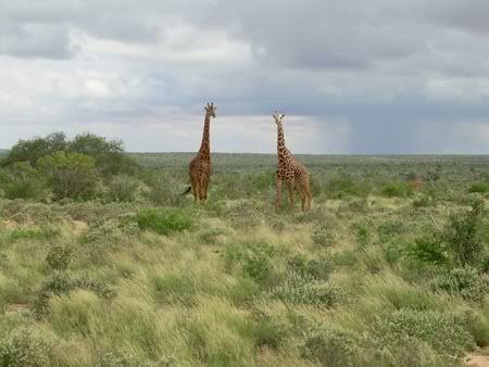 giraffehabitatAcrylliumcommon.jpg