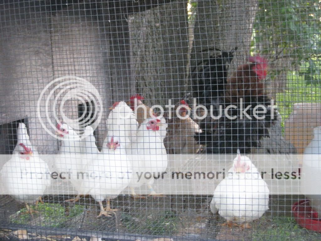 SpringSeramapics031.jpg