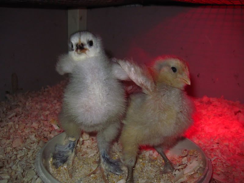 chicks009-1.jpg