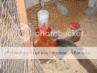 fromthefarm7-24-08026.jpg