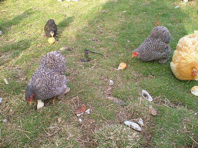 DSCF2508.jpg