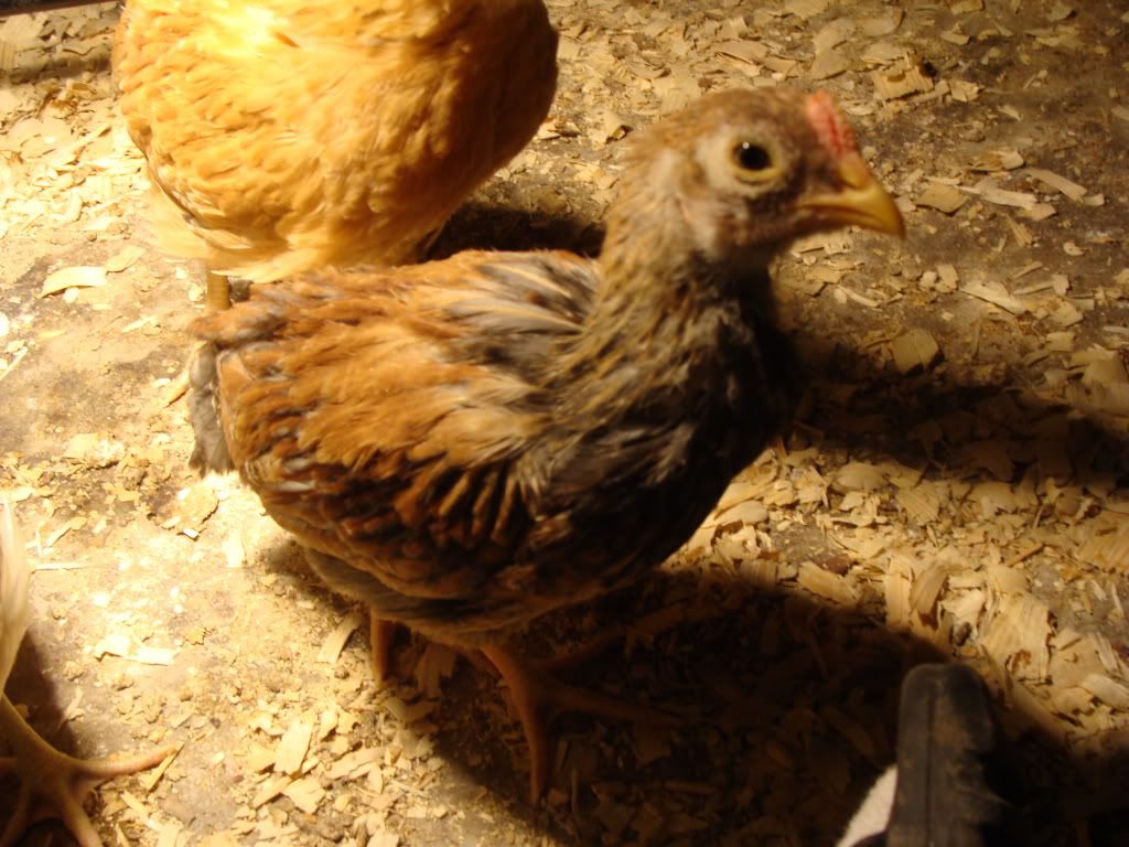 ChickPicks353.jpg