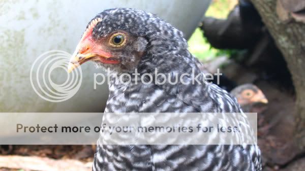 8-week-old-barred-rock-pullet.jpg