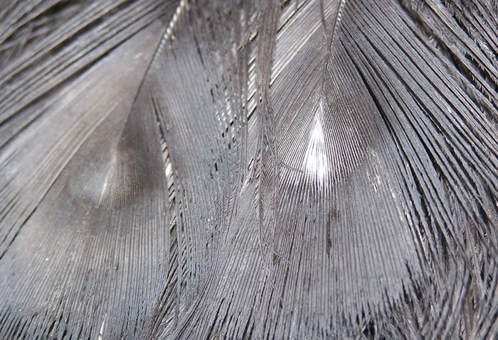100_1703.jpg