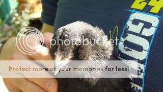 Ellecomb042711.jpg