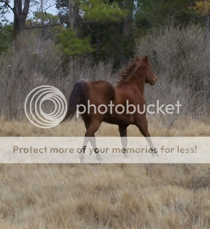horse3.jpg