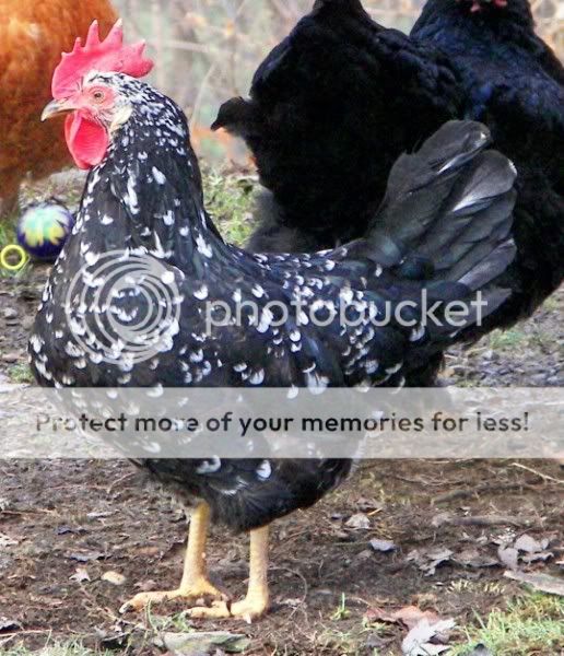 100_7207.jpg