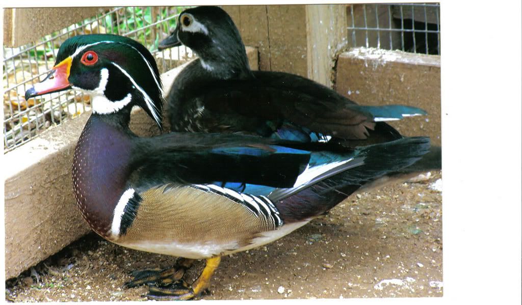 woodies2.jpg