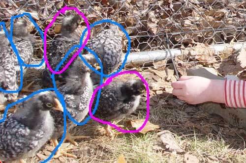 domchicks.jpg