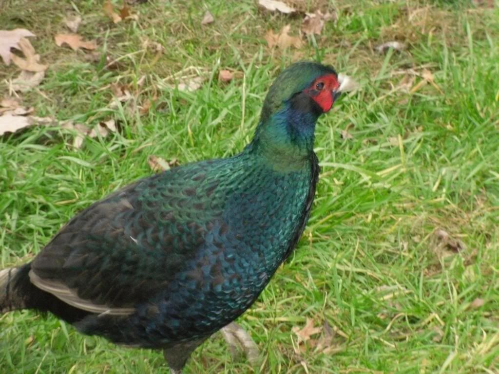 pheasantpics004.jpg
