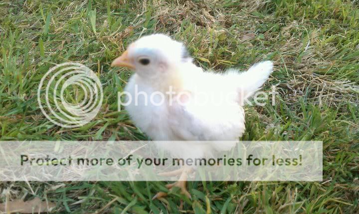 alfalfa4911.jpg