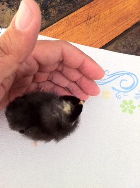 malechick2-1.jpg