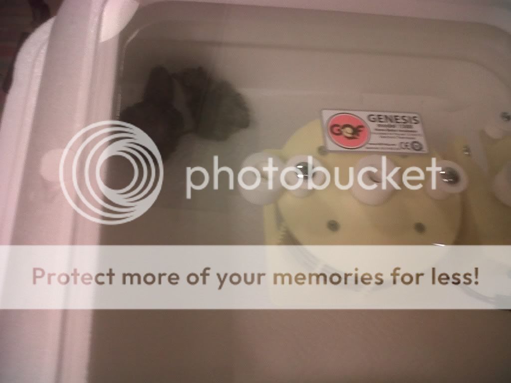IMG00245-20110429-2311.jpg