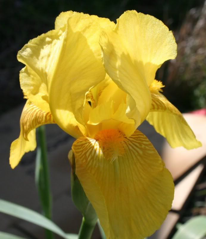 yellow_iris1.jpg