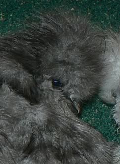 silkies002.jpg