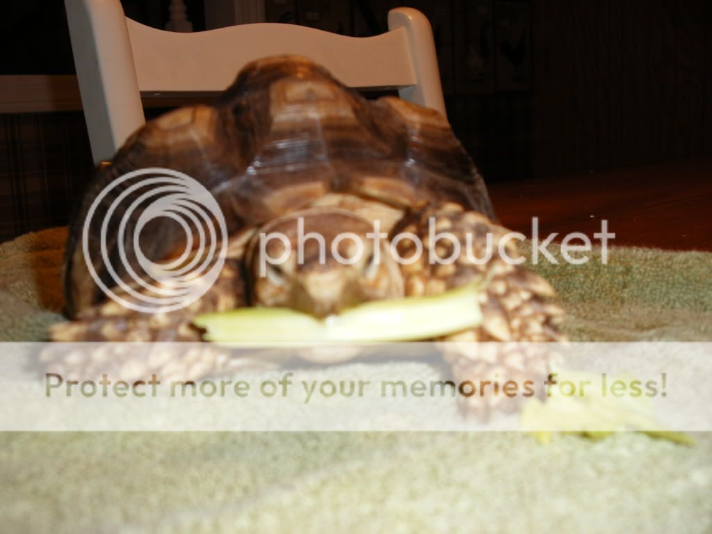 turtlepics021.jpg