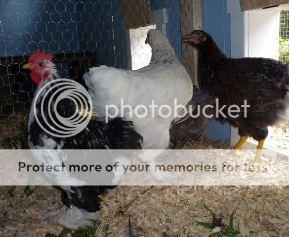 P1110465-Copy.jpg