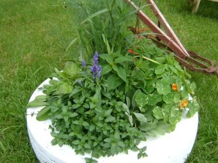 garden5.jpg