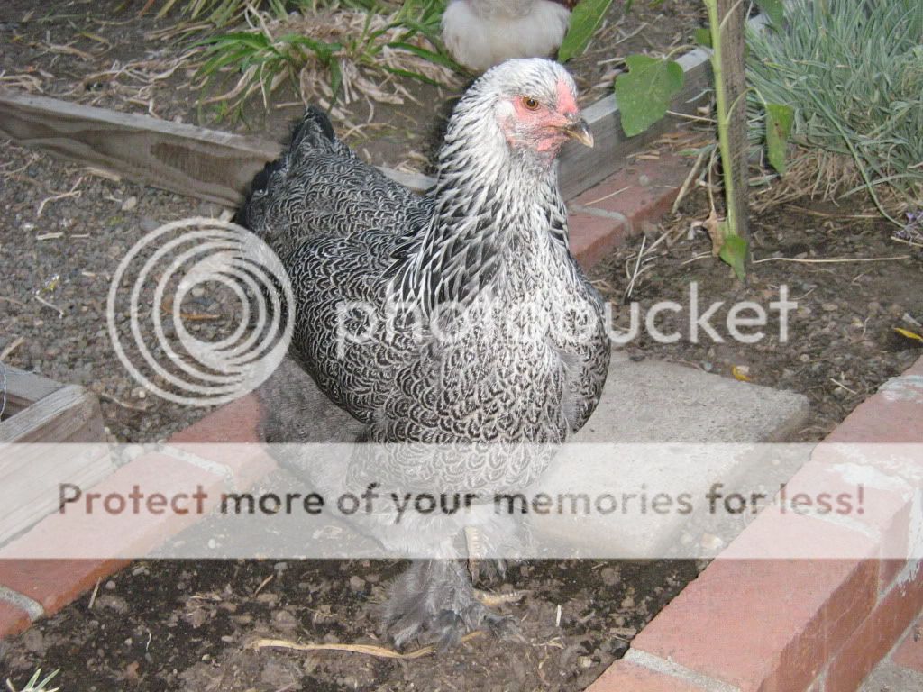 NewChickens9-5-10032.jpg
