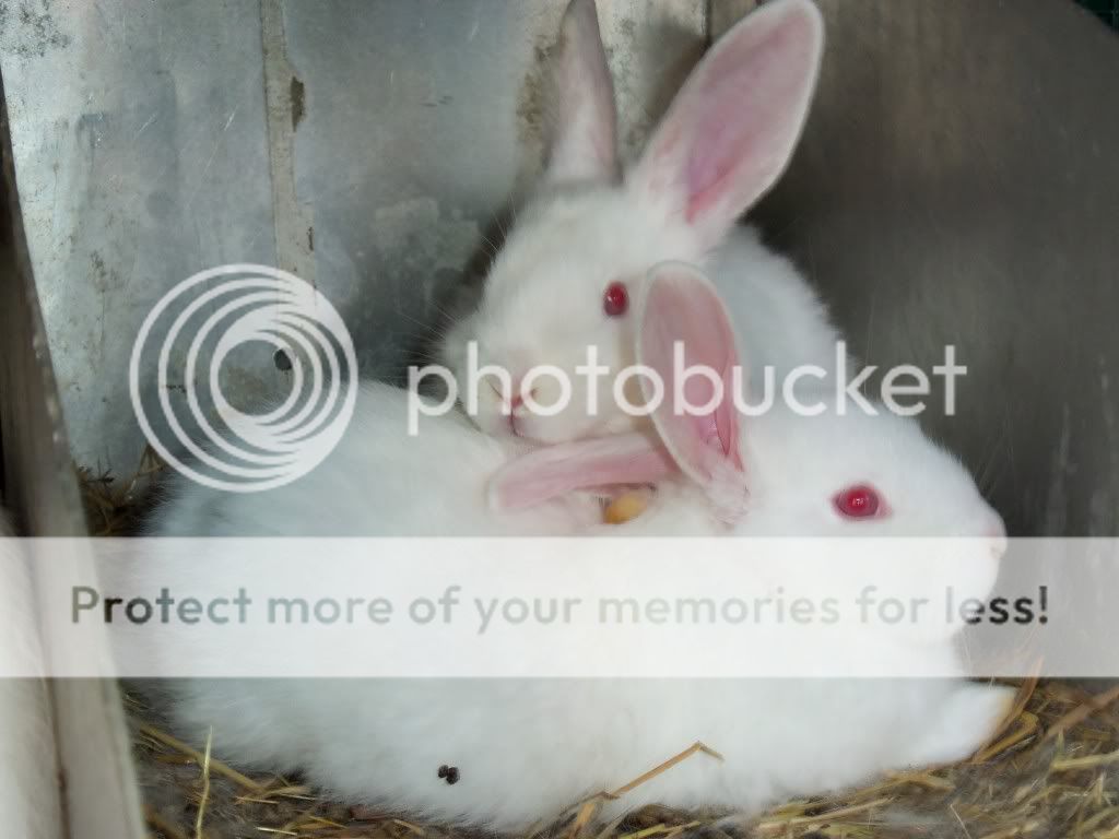 rabbits022.jpg