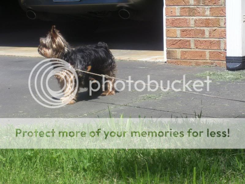 Puppy5-26-08012.jpg