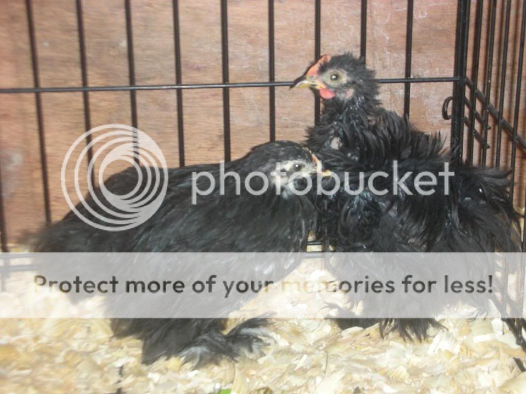 NewerChickens2050.jpg