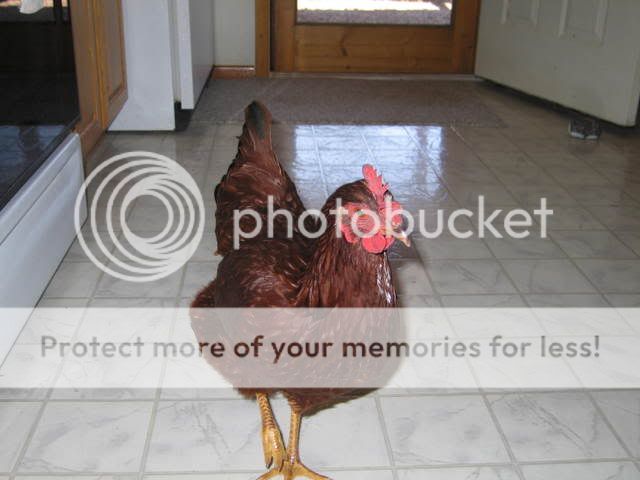 Misc220.jpg