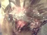 chickeninjury2.jpg