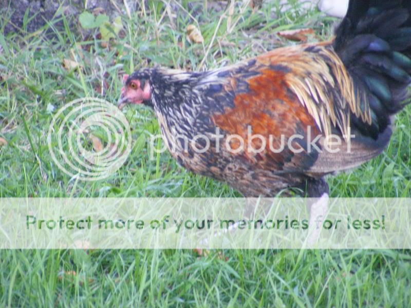 chickens015.jpg
