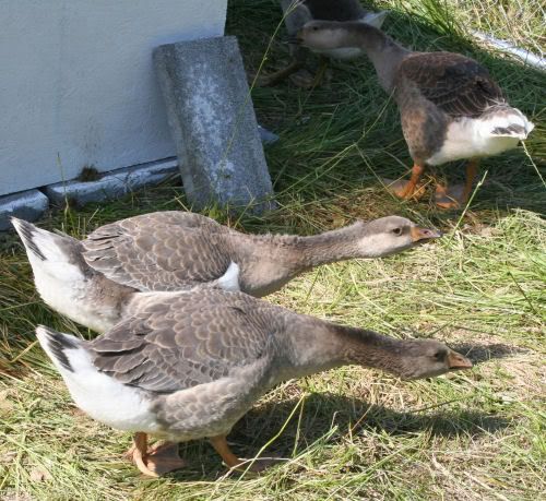 goose3.jpg