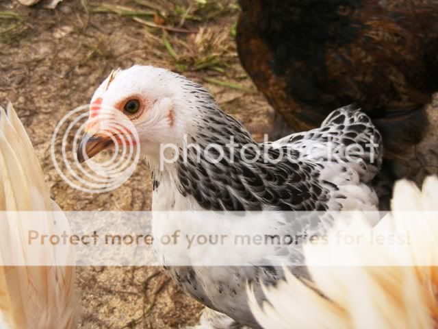 NewfuzzysandBantys015.jpg