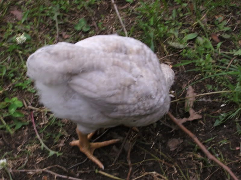 SANY0021.jpg