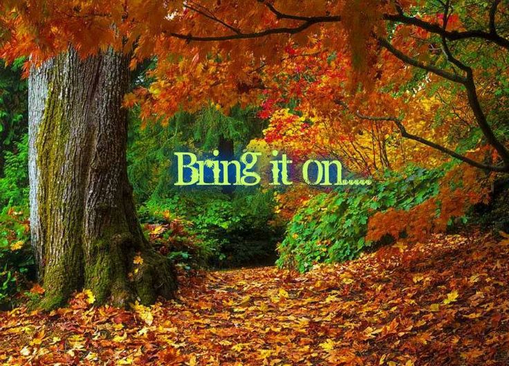 8cb497f452a72a6beb945e4e0e7e7ad6--autumn-forest-autumn-fall.jpg