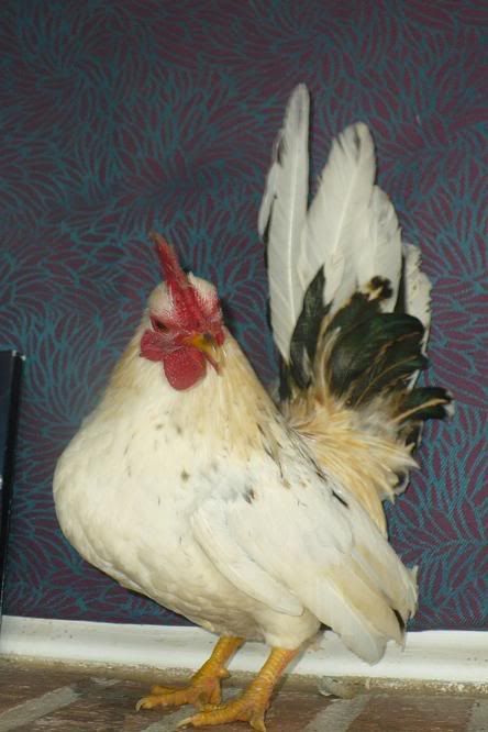 PicsofChics025.jpg