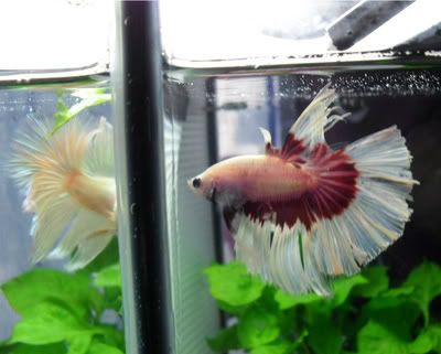 Fish016-2.jpg
