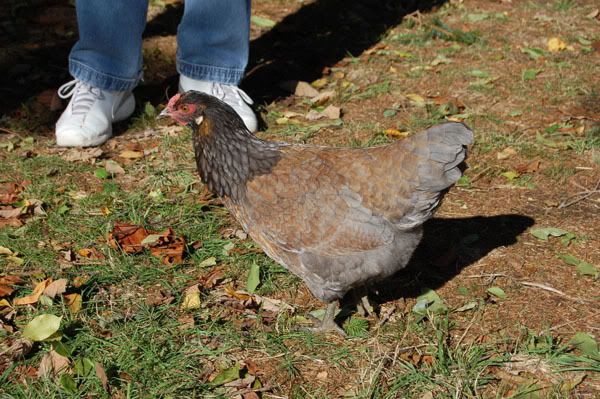 hens013-Copy.jpg